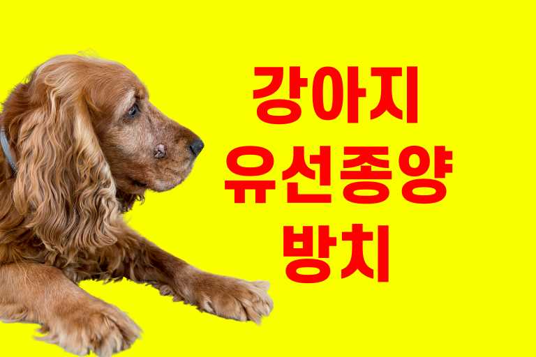 강아지 유선종양 방치